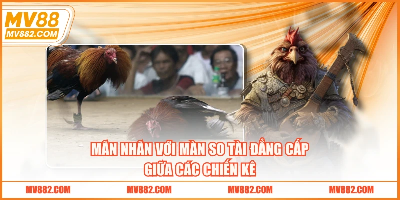 Mãn nhãn với màn so tài đẳng cấp giữa các chiến kê